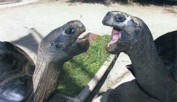 Черепахи Бібі та Полді