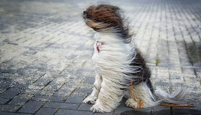 Вітер та пес