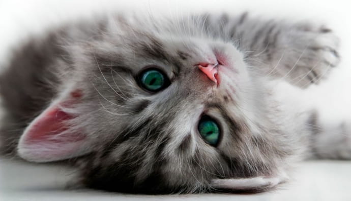 Котенок лежит