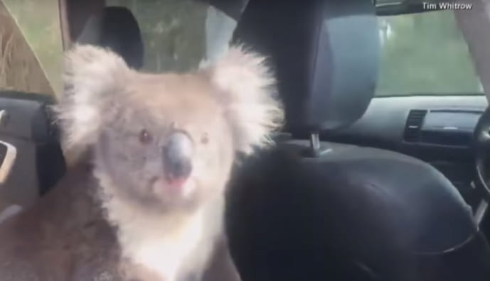 Коала в машині