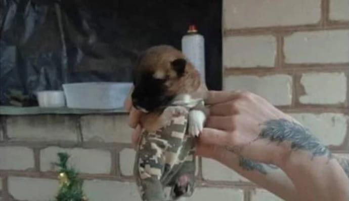 Цуценя в ООС