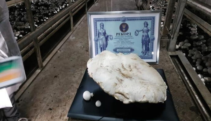 Крупнейший в Украине гриб