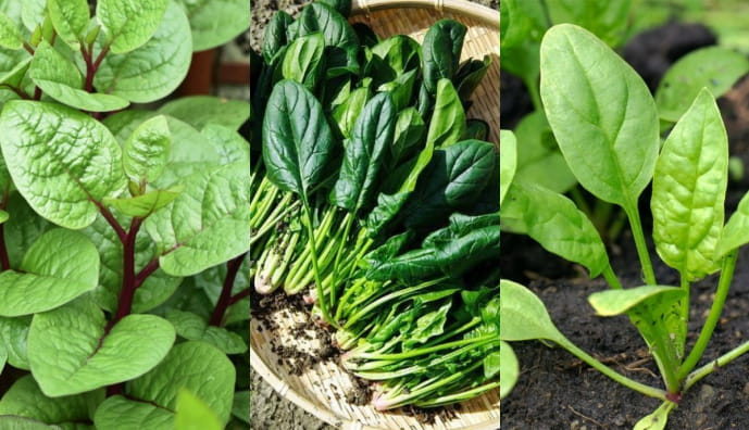 Шпинат, зелень