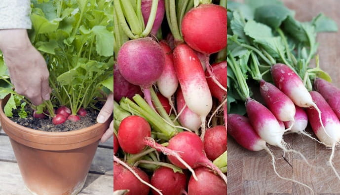 Редис, овочі