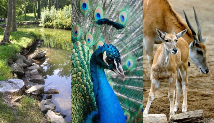 Асканія-Нова, Херсонська область