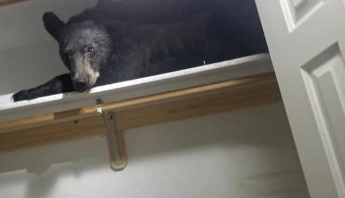 У США ведмідь заліз до будинку й влігся спати у шафі