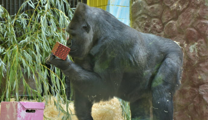 Горила Тоні