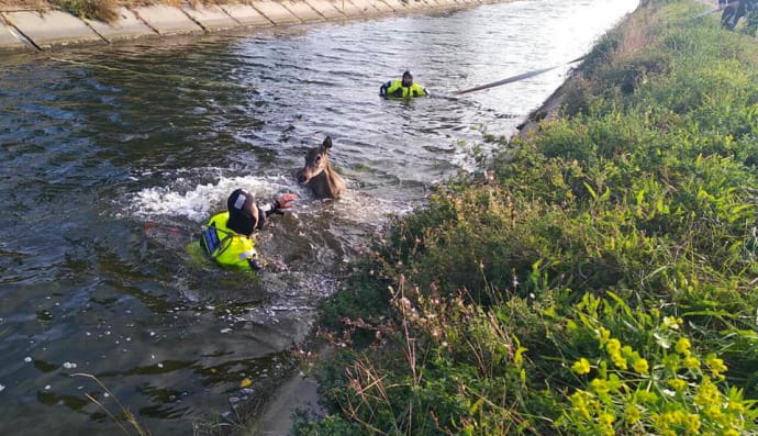 Порятунок косулі