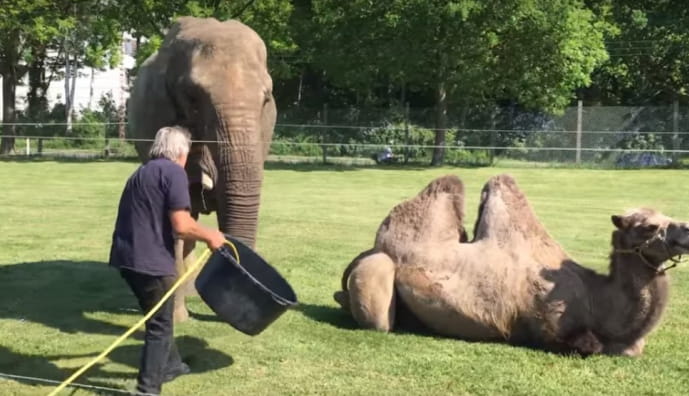 Слониха Рамболіна и верблюд Али