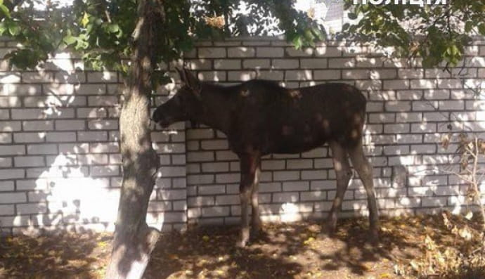 Лосенок в Рубежном