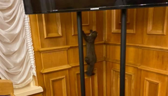 Куниця у ВР