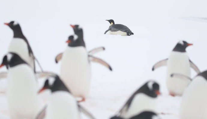 Імператорський пінгвін 