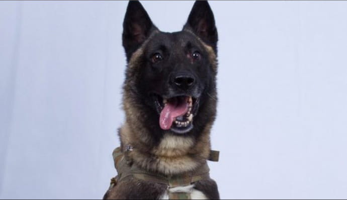 "Секретний пес"