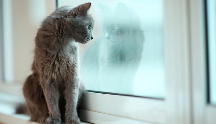 Кіт спостерігає 