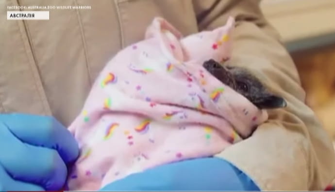 Мішечки для порятунку тварин Австралії