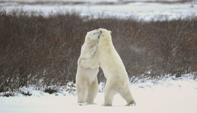 Белые медведи