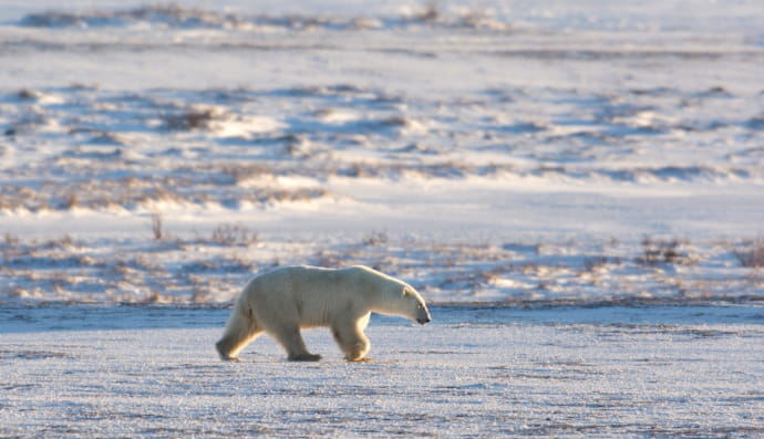 Белый медведь