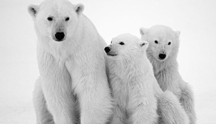 Білий ведмідь