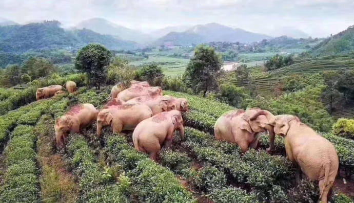 Слони у Китаї
