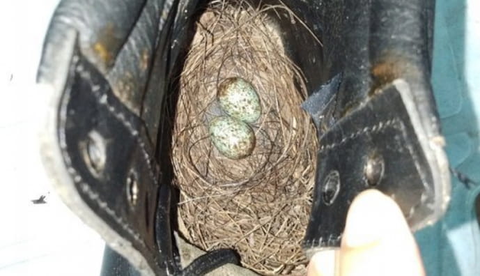 Гнездо в ботинке