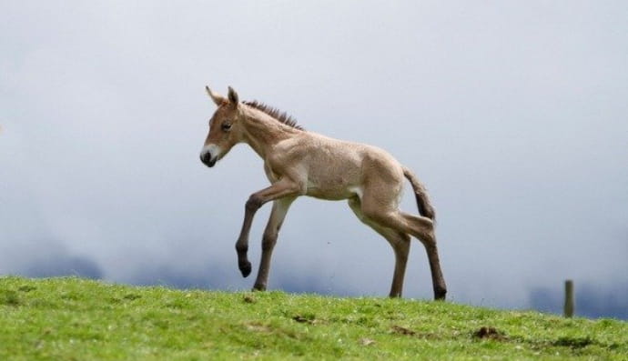 Лоша Пржевальського