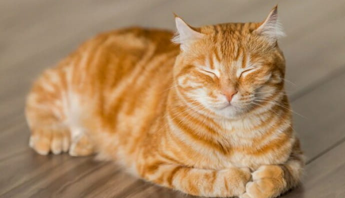 Рудий котик