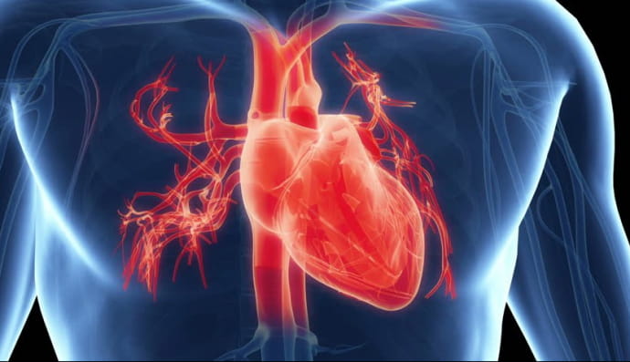 Серце людини