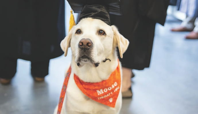 Лабрадор Лось