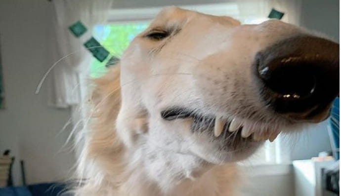 Довгоноса собака