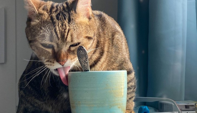 Особливий додаток до ранкової кави