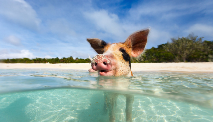 Свинка у воді