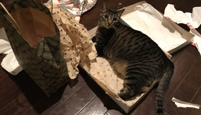 Кіт-екскаватор Гіннес