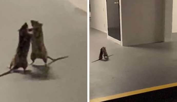 Епічна битва пацюків