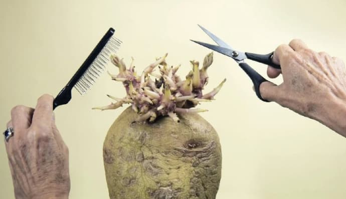 конкурс на краще фото картоплі