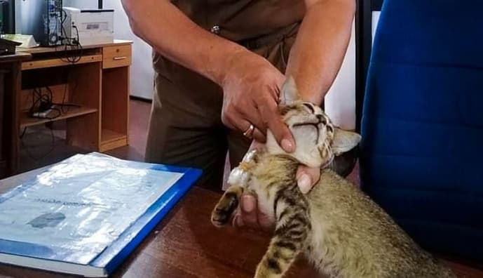 Кіт-наркокур'єр