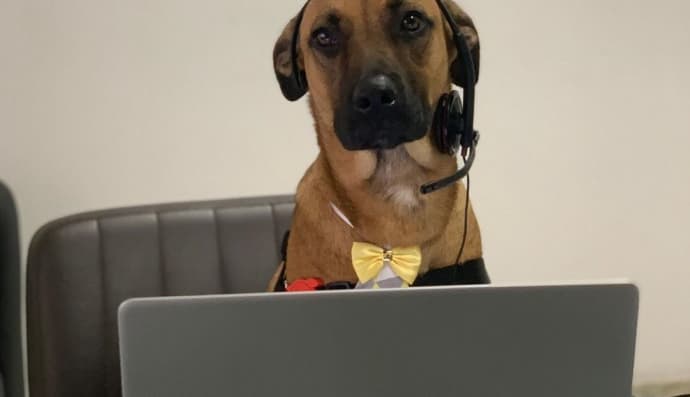 Собака - працівник автосалону