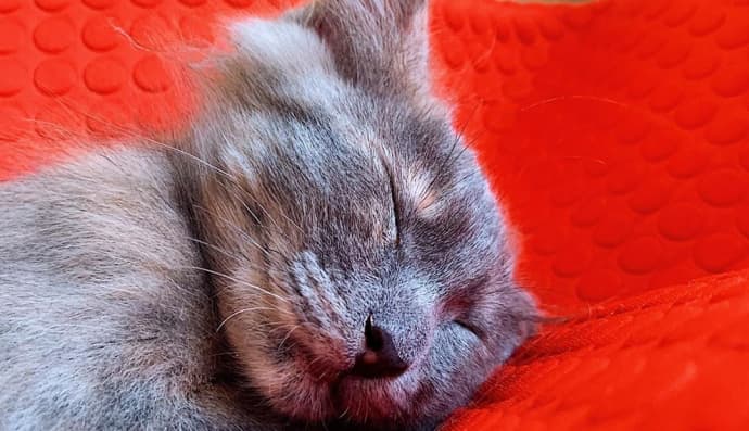 Кошеня Меланж