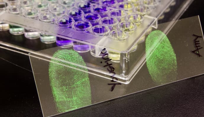 Відбитки пальців