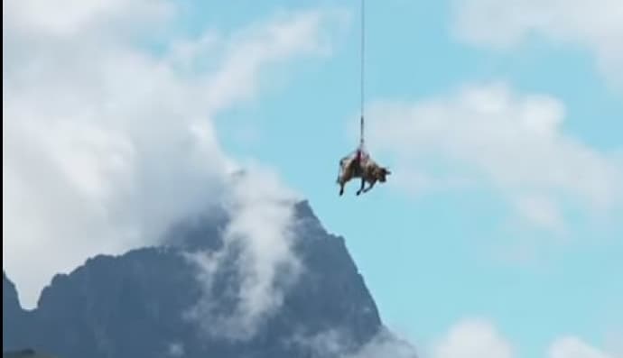 Корова літає