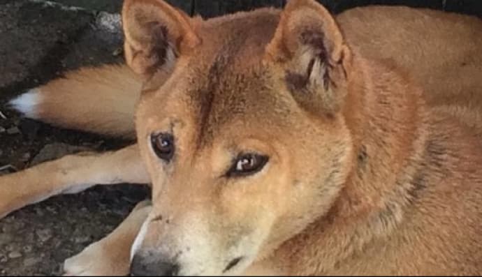 Собака-співун