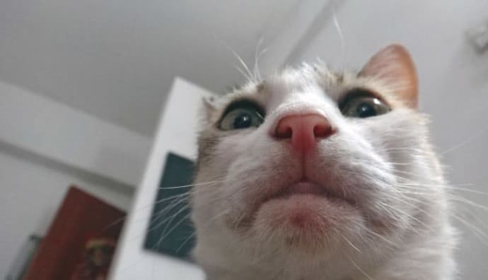 Коти-хакери