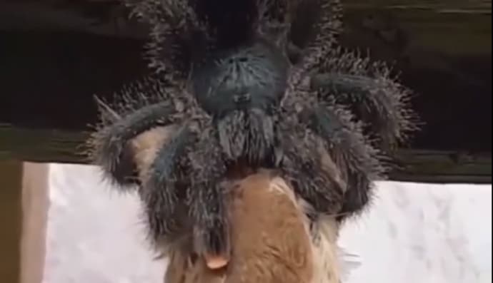 Павук їсть пташку