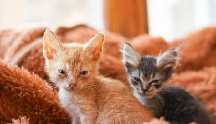 Кошенята Халк і Марвел