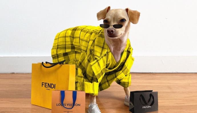 Собака-стиляга