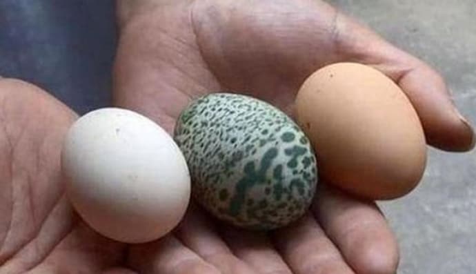 Зеленое яйцо