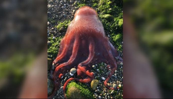 Загадкове створіння