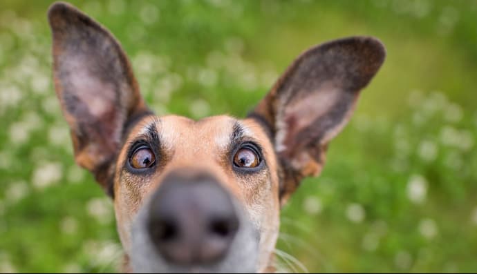 Найкумедніші фото домашніх тварин-2020