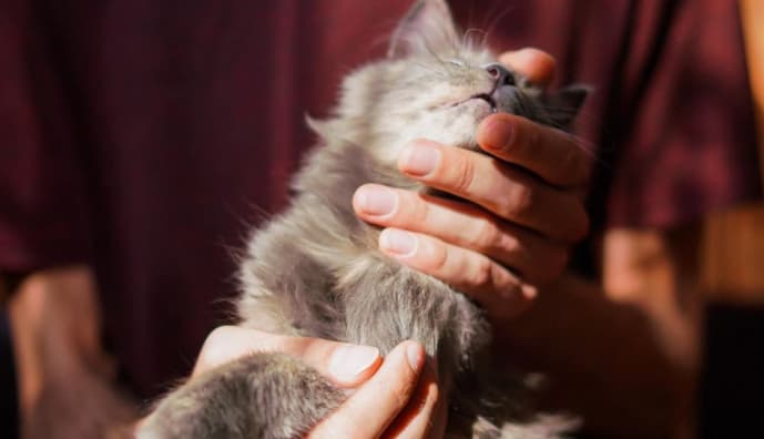 Кішечка Меланж