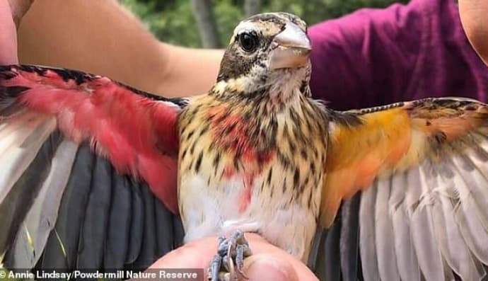 Редкая птица 