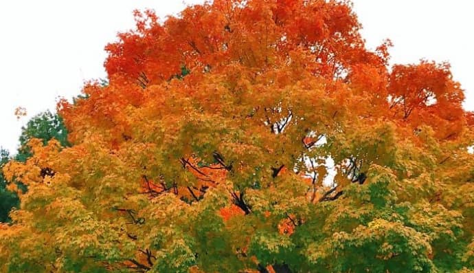 Рай для перфекціоніста